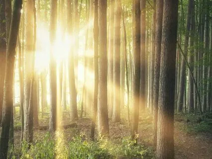 Meeting Your Wise Inner Guide