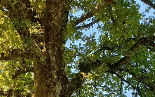 Mein Innerer Frieden  - Piano For You