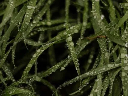 Meister Eckhart - Sermon Five