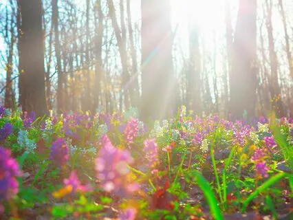 Melanated Talk + Meditation | Ancestral Clearing-Money Focus