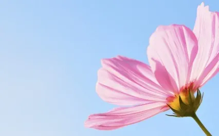 Mellow Moment: Beautiful Day