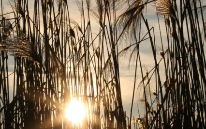 Mellow Moment: Deep Relaxation