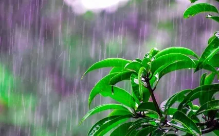 Mellow Musings - The Rain