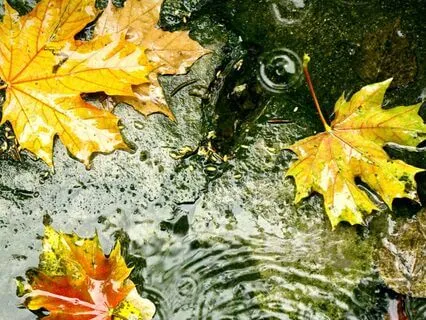 Mellow Native American Flute And Rain Sounds (Long)