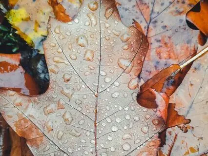 Mellow Native American Flute And Rain Sounds (Short)