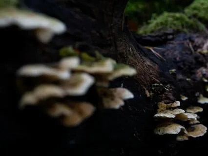 Melodies For Nocturnal Creatures 1.