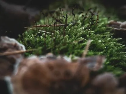 Melodies For Nocturnal Creatures 2.