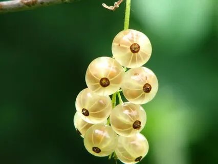 Melodies Of Joy - Happiness Harmony