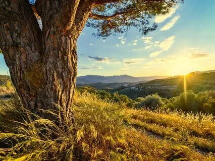 Melodies Of Manifestation: God's Violin