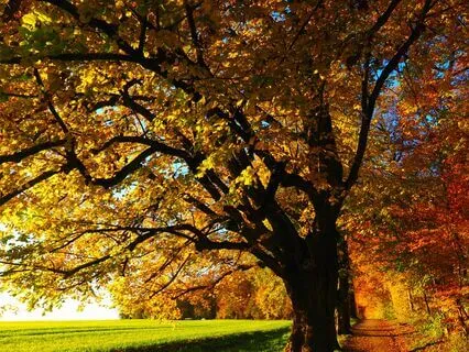 Melodies Of Peace With 528 Hz