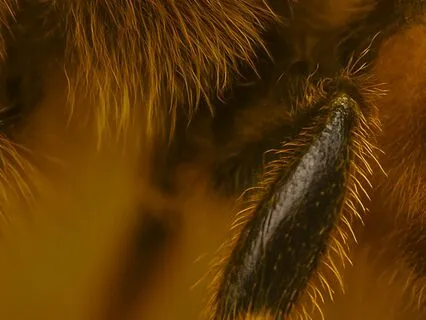 Melodybee's Stinger (Bedtime Story)