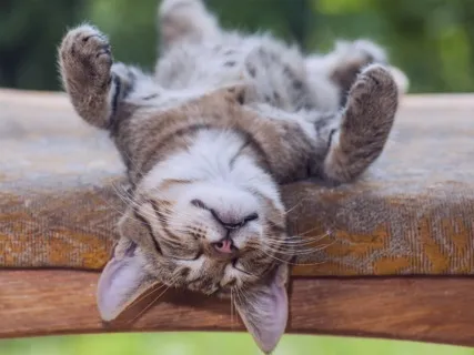 Melt & Soften Into Sleep - Guided Meditation