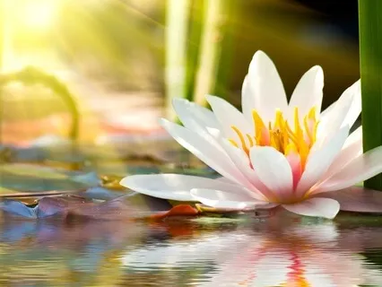 Melt Away Tension: Relaxation Meditation For The Body