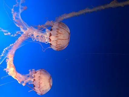 Melt Away With Awareness