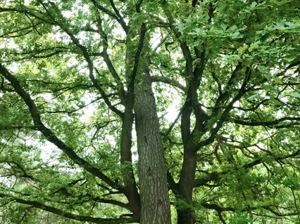 Melt In The Nature Reserve In Northern Germany