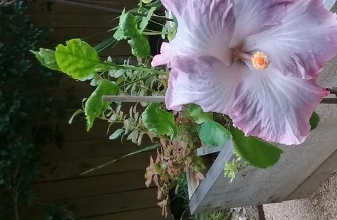 Melting Into Acceptance