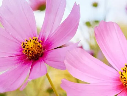 Amor Fati: Stoic Meditation Of Love & Acceptance