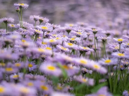 Memoria Selettiva XIII