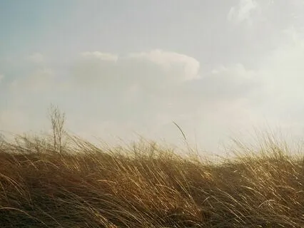 Memories In The Wind