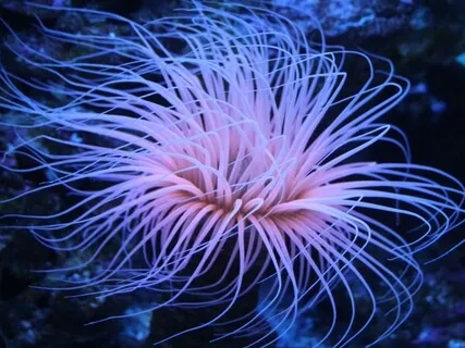 Memories Of Atlantis 