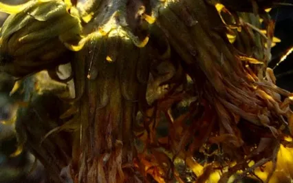 Memory_A/B - Ambient Meditation  (Synths & Bowls)