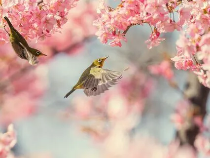 Menopausal Relief: Pink Noise & Birdsong ASMR 30Min Loop