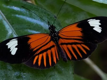 Menopause Mediation | A Life Event Celebration