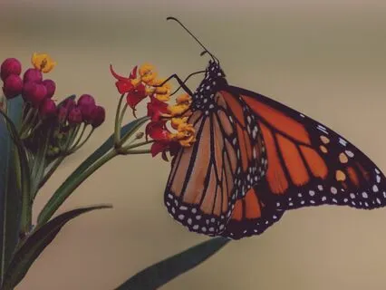 Menopause: The Butterflies Dance Of Letting Go