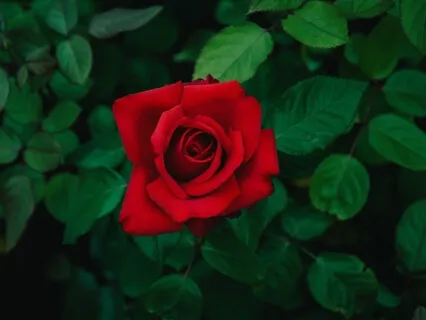 Menstrual Cycle Archetypes: Warrior, Creator, Sorceress, Oracle