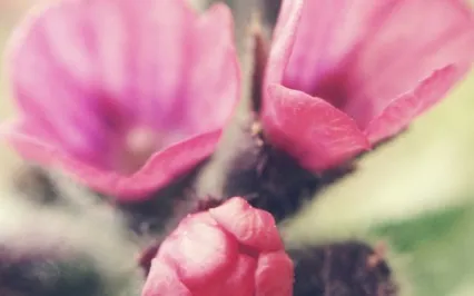 Menstrual Phase: The Deep Rest