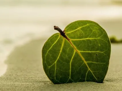 Mental Clarity Boost: Ambient Study Music For Sharp Focus