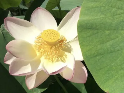 Mental Clarity - Segmented Breath Practice