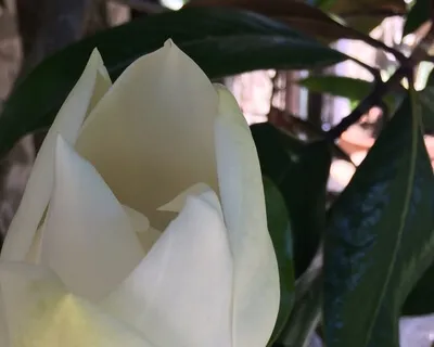 Mental Control Meditation 