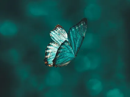 Mental Fitness Exercise - Butterfly Effect 