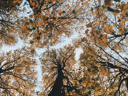 Mental Health Check-In