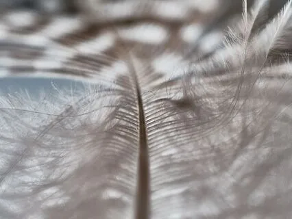 Mental Mute | Proven Reset For Your Mind