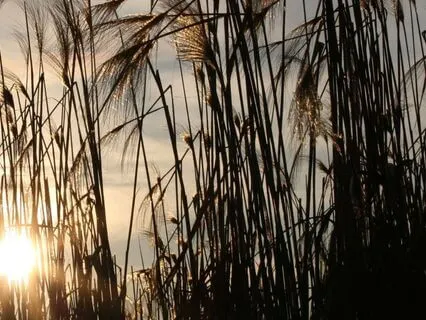 Mental Scanning - To Explore The Inner Landscape (10 Min)