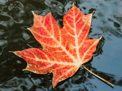 Mentalfloss - Good Feelings