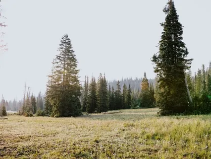 Mentalizing The Modes With Metacognition