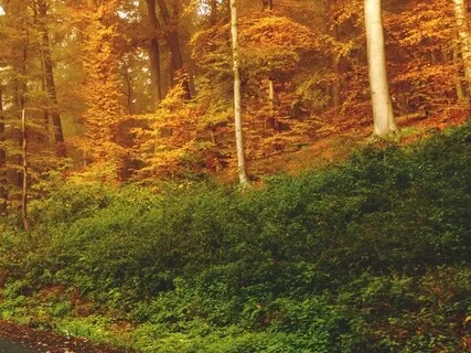 Mentalizing The Modes