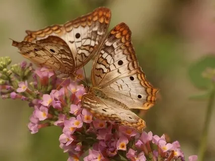 Merge With The Feminine