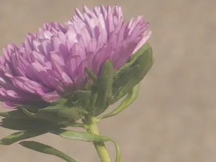 Merge With Vibration: A Live Recording