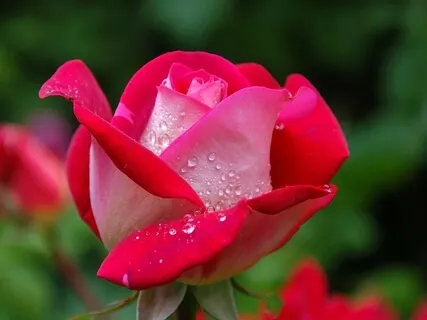 Merging Fullness & Emptiness: Radiance Sutras Verse 3