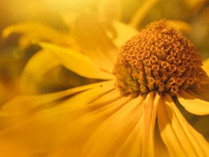 Merging With Your True Divine Self - Emanating Love