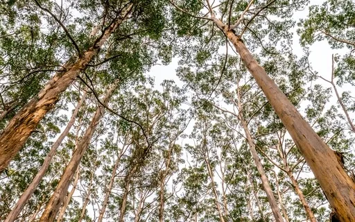 Meridian Meditation: Liver & Gallbladder For Anger