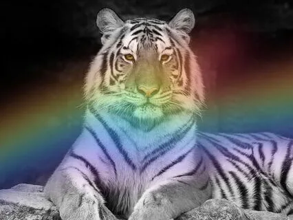 Merkabah Light Body Activation & White Tiger Rainbow Healing