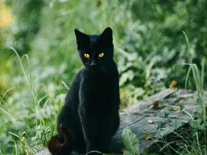 Merlin’s Gift: Lessons Of Love, Patience & Grief