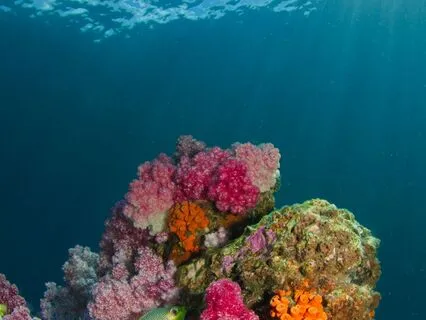 Mermaid Brain Retraining Visualization