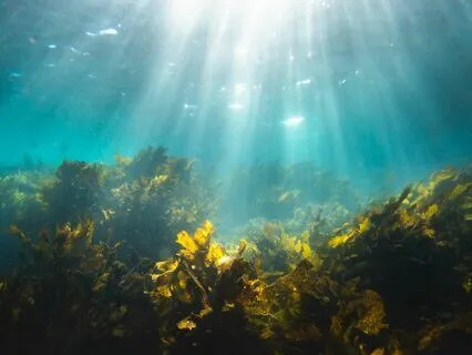 Magical Mermaid Moments - 4. Mermaid's Passion