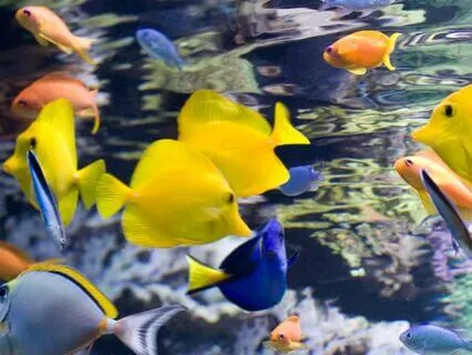 Mermaids in Polynesia (Story Time)